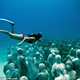 Illustration for article titled This Haunting Reef Is Made Out of (Fake) People